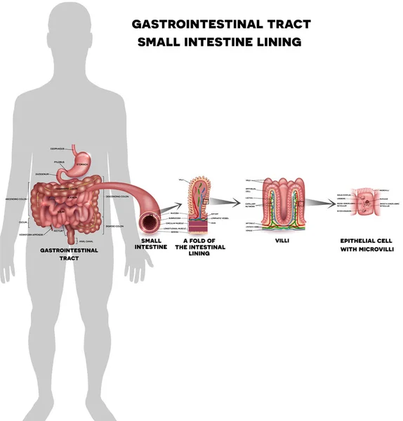 Small intestine lining — Stock Vector