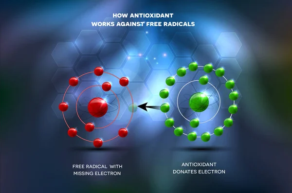 L'antioxydant agit contre les radicaux libres — Image vectorielle