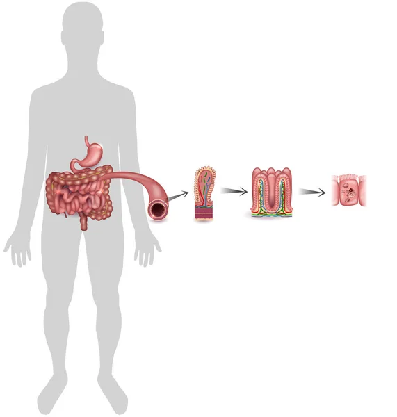 Revestimiento del intestino delgado — Archivo Imágenes Vectoriales