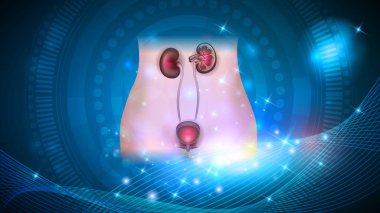 Böbrek ve idrar kesesi sağlık 