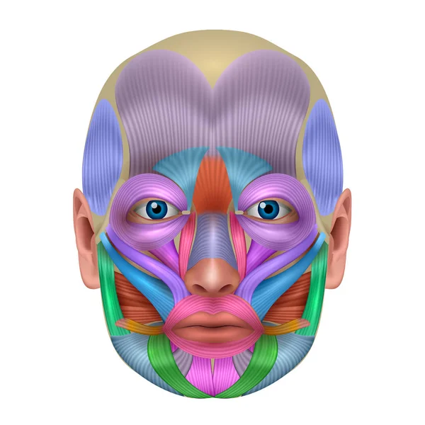 Muscles du visage couleur lumineuse détaillée — Image vectorielle