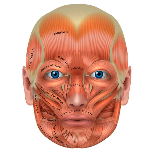 Musklerna i ansiktet detaljerade ljusa anatomi isolerad på en vit — Stock vektor