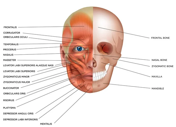 Muscoli Ossa Del Viso Dettagliata Anatomia Luminosa Isolata Uno Sfondo — Vettoriale Stock