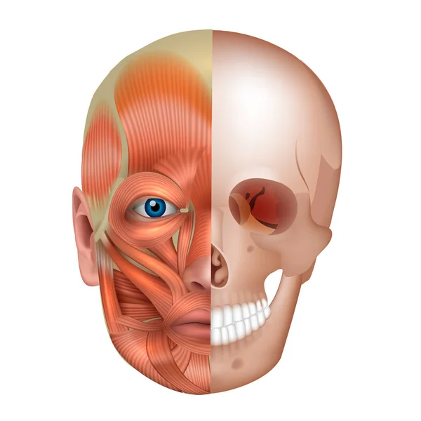 Músculos Huesos Cara Detallada Anatomía Brillante Aislado Sobre Fondo Blanco — Archivo Imágenes Vectoriales