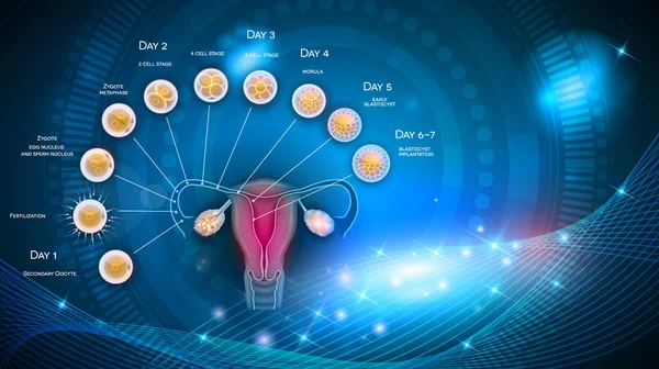 Befruktning Och Embryots Utveckling Från Ägglossning Till Blastocyst Implantationen Livmodern — Stock vektor