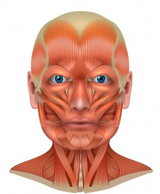 Muscles of the face and neck detailed bright anatomy  clipart