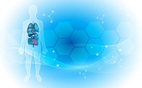 Human internal organs anatomy background — Stock Vector