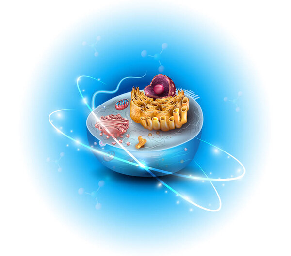 Клеточная структура
