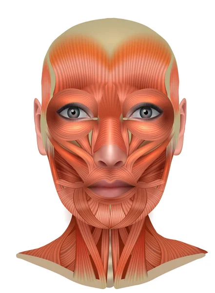 Muscles structure of the female face and neck — Stock Vector