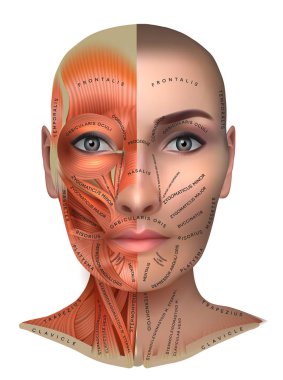 Face muscles clipart