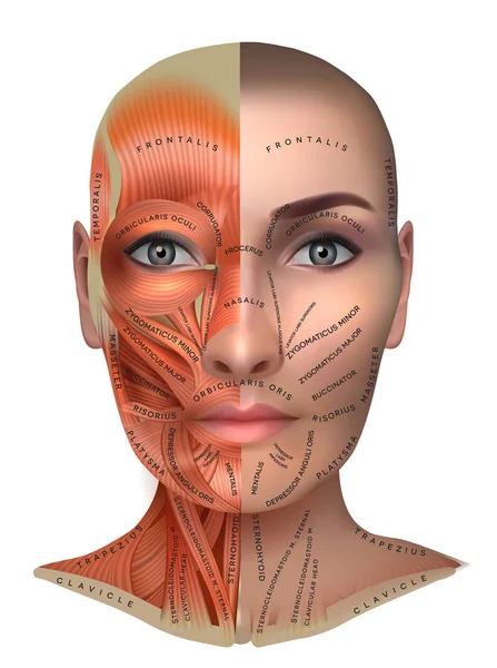 Muscles du visage — Image vectorielle