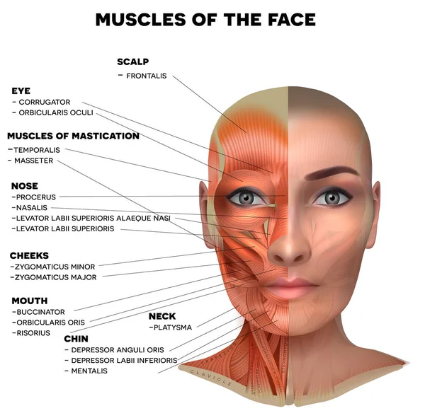 Músculos faciais da fêmea — Vetor de Stock
