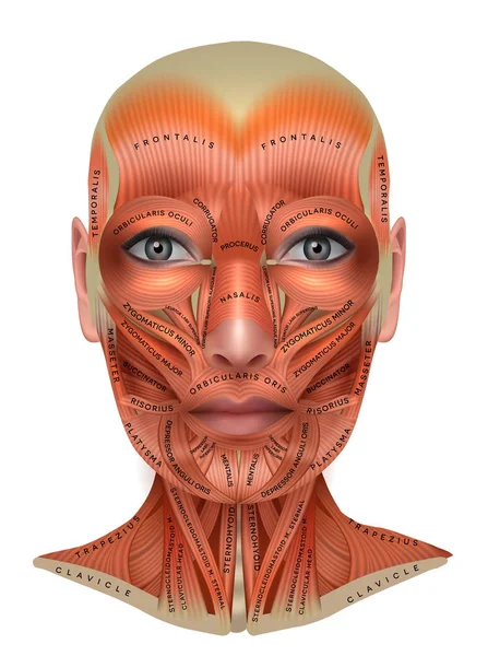 Estructura muscular de la cara y el cuello femeninos — Vector de stock