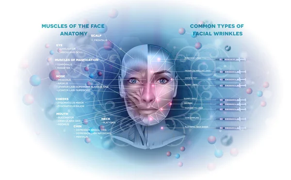 Músculos faciales y áreas de arrugas — Archivo Imágenes Vectoriales