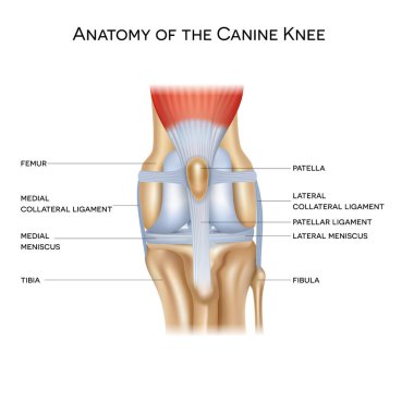 Anatomy of the canine (dog's) knee joint colorful design, healthy joint info poster illustration clipart