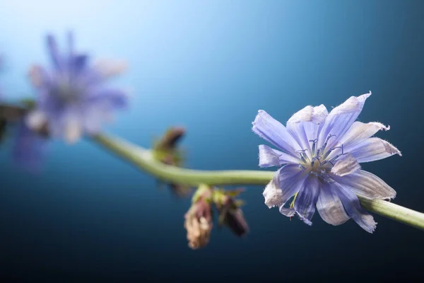 Flor de achicoria sobre fondo azul — Foto de Stock