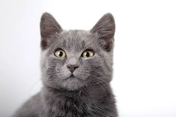 Gray kitten close up smoky cat on a white background. Focus on e — Stock Photo, Image