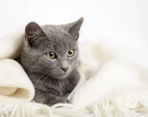 Gri kedi yavrusu bir battaniye, dumanlı kedi üzerinde gri bir battaniyeye sarılmış — Stok fotoğraf