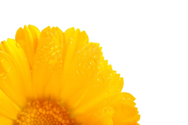 Marigold flower on white background with drops of dew on petals — Stock Photo, Image