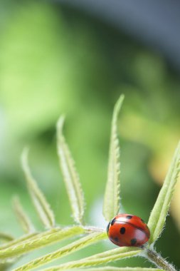yeşil yaprak üzerinde kırmızı uğur böceği, uğur böceği s bitkinin kök üzerinde sürünür