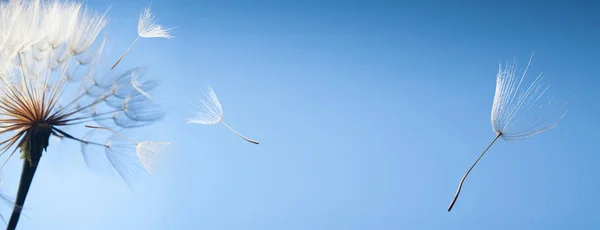 Mavi arka planda uçan karahindiba tohumları — Stok fotoğraf