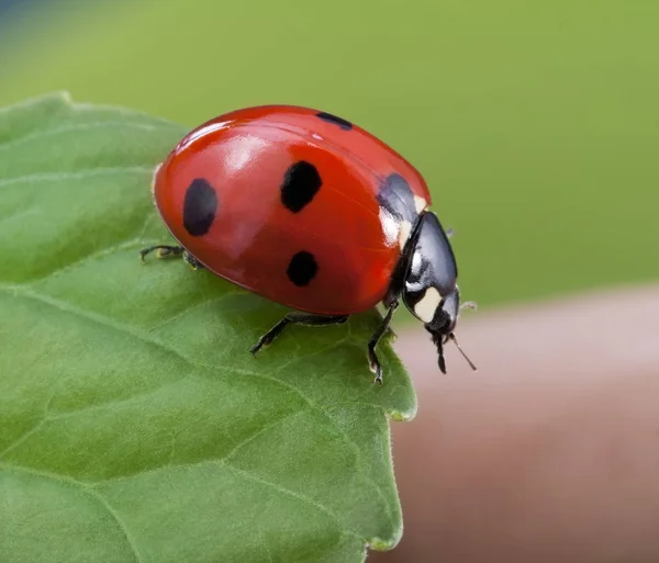 Yaprak üzerinde kırmızı uğur böceği — Stok fotoğraf
