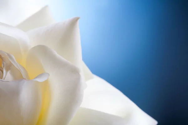 Flor de rosa blanca sobre fondo azul — Foto de Stock
