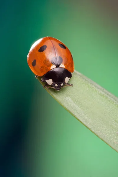 Mariquita roja en la hoja verde, mariquita se arrastra en el tallo de la planta en s — Foto de Stock