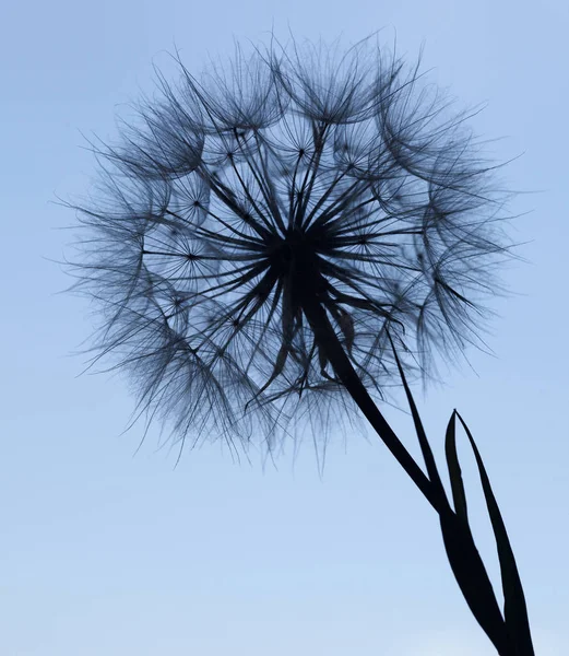 Pitypang silhouette bolyhos virág a kék napnyugtakor ég — Stock Fotó