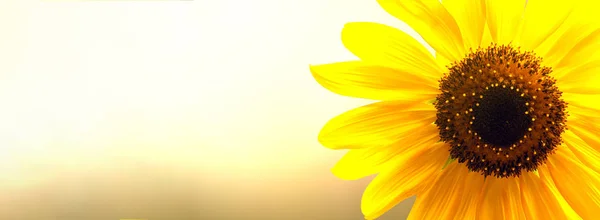 Field of blooming sunflowers — Stock Photo, Image