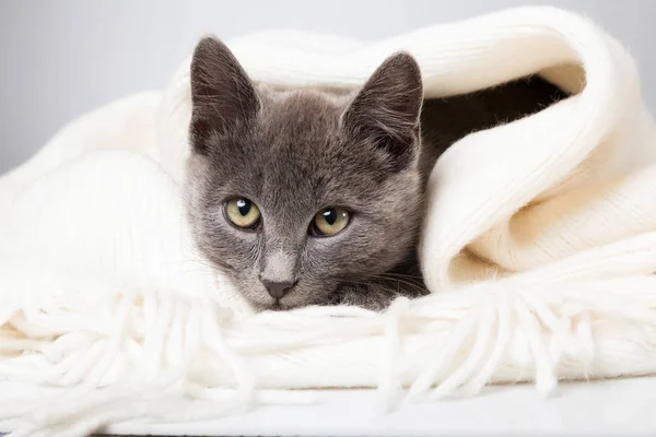 Gatinho cinza envolto em um cobertor, gato fumegante em cobertor em um cinza — Fotografia de Stock