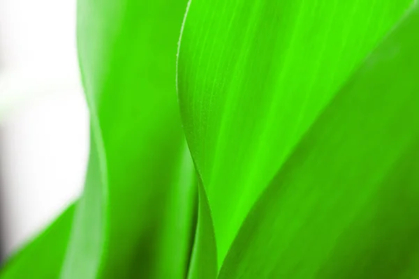 緑の葉クローズ アップ クローズ アップ ショットの美しい曲線の植物 — ストック写真