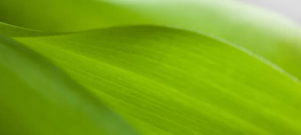 Hoja verde primer plano, primer plano de hermosas curvas plantas — Foto de Stock