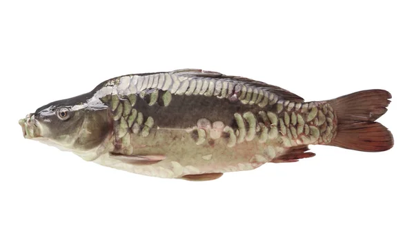 고립 된 백색에 신선한 생선 잉어 — 스톡 사진