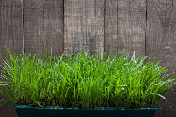 Трава на фоне деревянных досок, свежий зеленый газон рядом с ru — стоковое фото