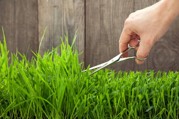 Man maait gras voor gazon met een schaar, vers gemaaid gazon — Stockfoto