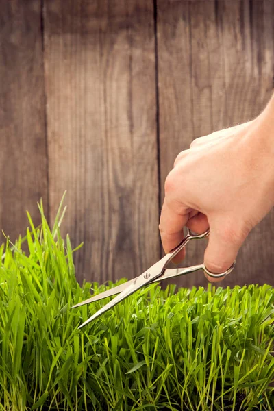 Man cuts grass for lawn with scissors, fresh cut lawn — Stock Photo, Image