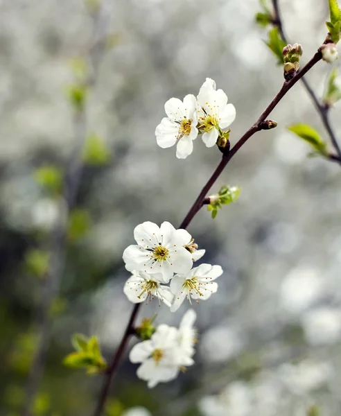 Fleurs printemps arbre cerise abricot — Photo