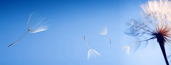 Flygande maskros frön på blå bakgrund — Stockfoto