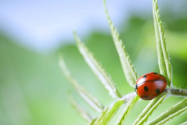 Coccinelle rouge sur la feuille verte, coccinelle se glisse sur la tige de la plante en s — Photo