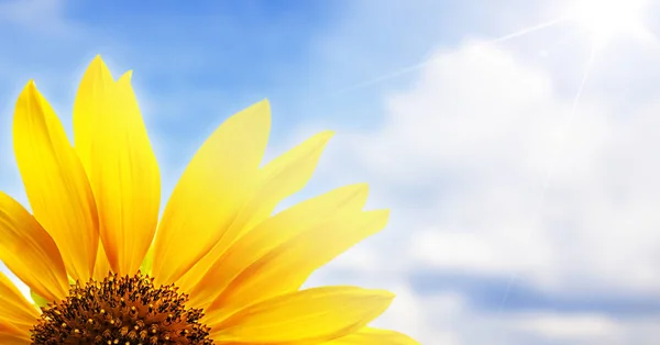 Fält blommande solrosor — Stockfoto