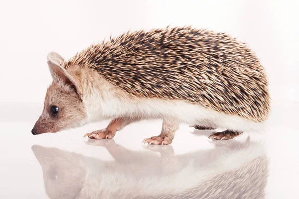 Little hedgehog isolate on white — Stock Photo, Image