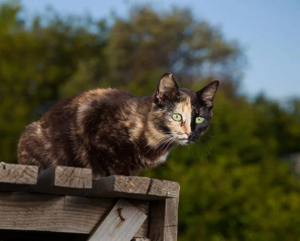 Tortoiseshell wyrzygają na zewnątrz — Zdjęcie stockowe