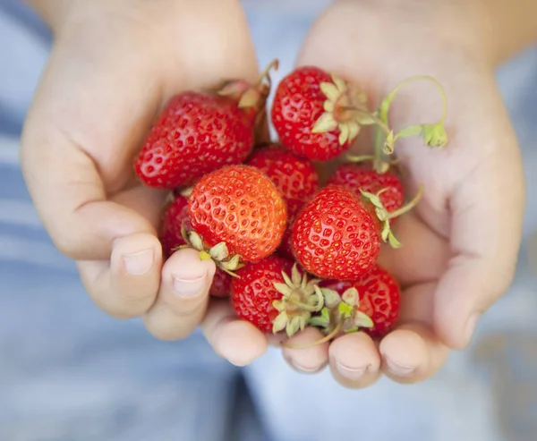 Eine Handvoll Erdbeeren in den Händen eines Jungen — Stockfoto