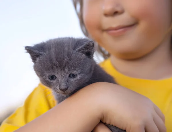 Chaton sur le bras du garçon à l'extérieur, enfant énorme son amour animal de compagnie — Photo