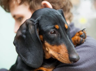 köpek doğurmak dachshund bir çocuk, genç ve onun omzuna