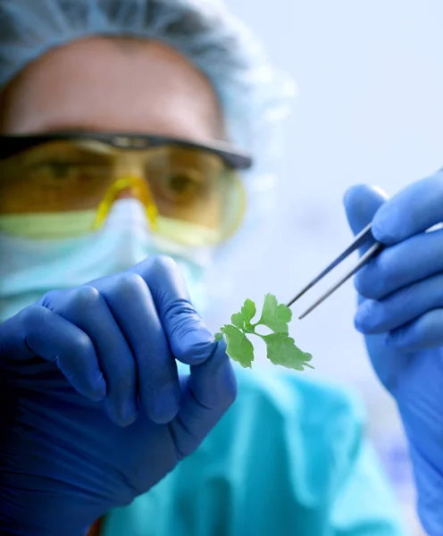 Вчений тримає хвору рослину — стокове фото