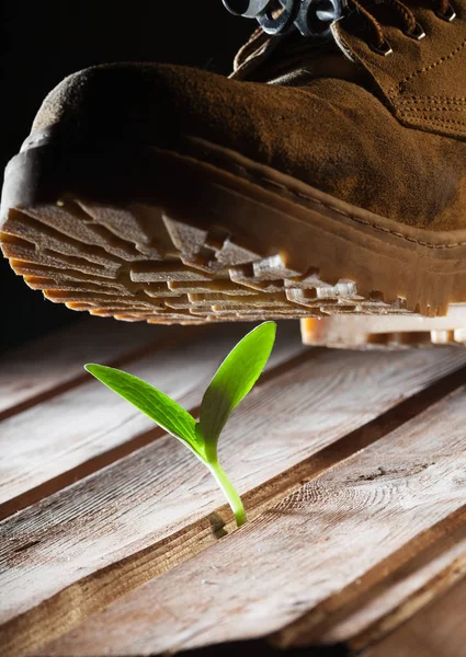Drsné boty rozdrtit křehká květina — Stock fotografie
