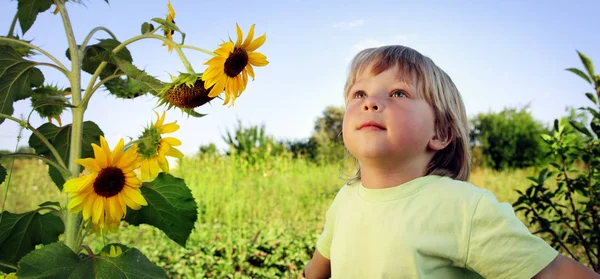 Lycklig pojke med solros — Stockfoto