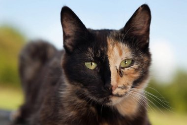 Kaplumbağa kabuğu kedi açık havada